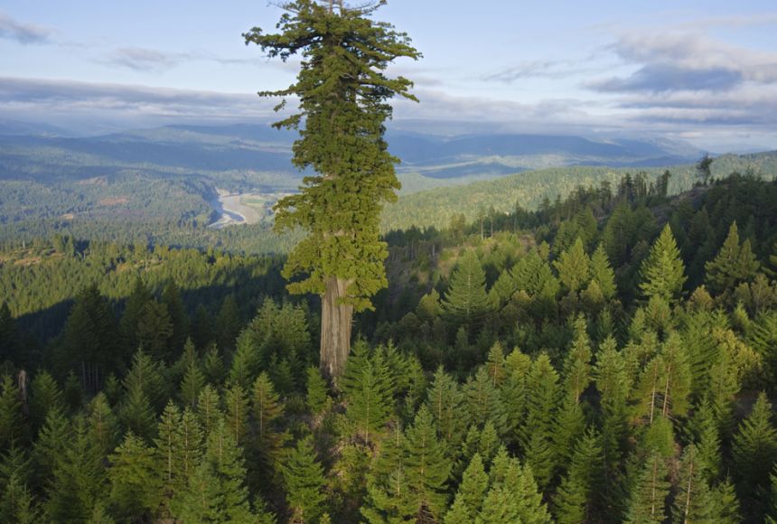 5-tallest-trees-in-the-world