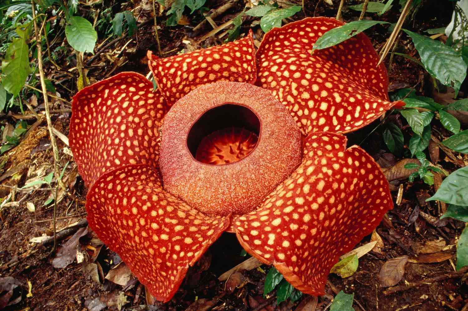 5-biggest-flowers-in-the-world