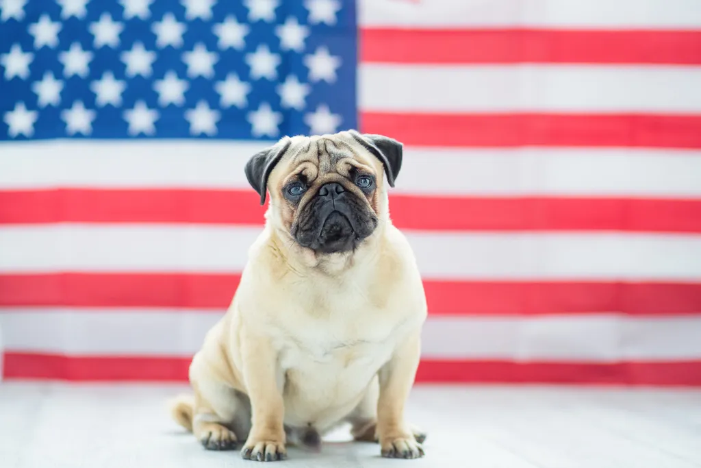 5-countries-with-most-dogs-ownership-in-the-world