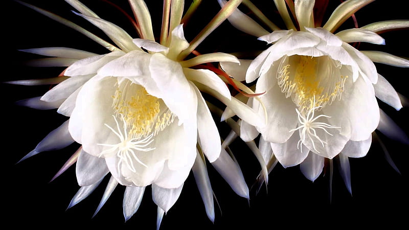 5-most-expensive-flowers-in-the-world