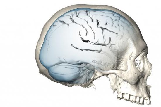 5-largest-brain-size-in-human-evolution