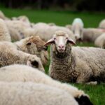 5_interesting_facts_about_australia