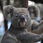 top_5_animals_by_sleep_duration